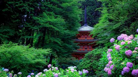 Garden Around Hydrangea Japan Pagoda With Purple Flowers And Trees 4K ...