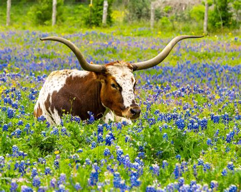 Bluebonnets: Legends and Lore of the Texas State Flower - Farmers' Almanac