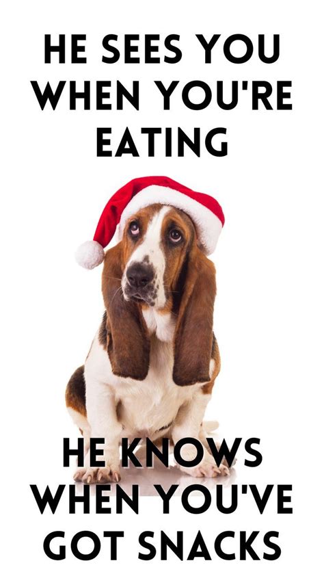 a brown and white dog wearing a santa hat with text that reads he sees you when you're eating he ...