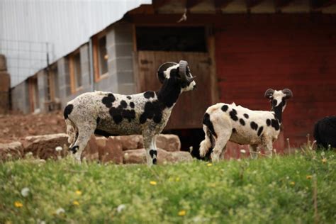 Jacob Sheep - Jacobs Heritage Farm