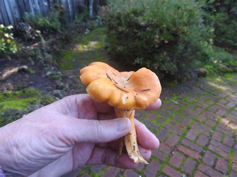 edible mushrooms – Mendonoma Sightings