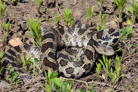 All 17 Snakes in Michigan (With Pictures) - ReptileHow.com