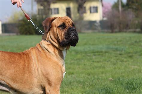 bullmastiff, Dog, Dogs Wallpapers HD / Desktop and Mobile Backgrounds