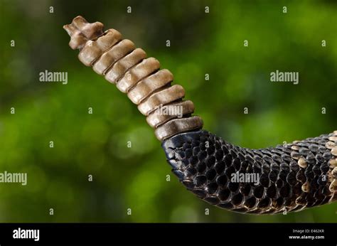 Eastern diamondback rattlesnake (Crotalus adamanteus) close up of rattle, The Orianne Indigo ...