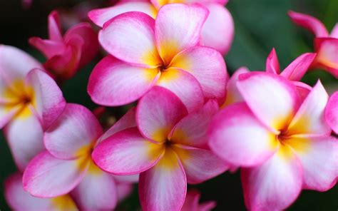 Pink Flowers Close Up Plumeria 2560x1600 : Wallpapers13.com