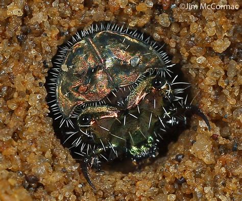 Ohio Birds and Biodiversity: Tiger Beetle larva: Absolutely ferocious!