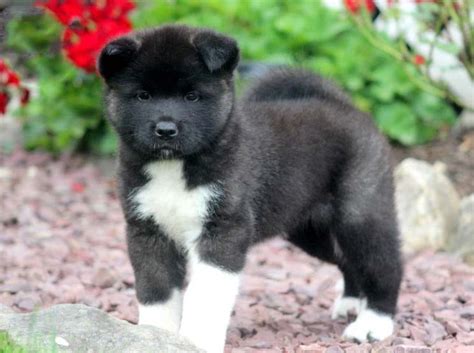 How Much Is An Akita Puppy