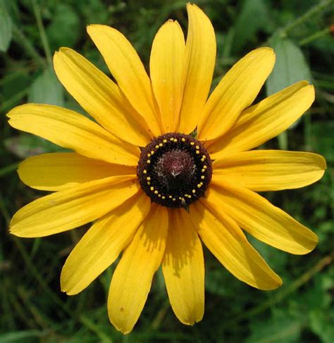 Black-eyed Susan (Rudbeckia serotina) - 05 - Wild Flowers of Sleepy Hollow Lake From All ...