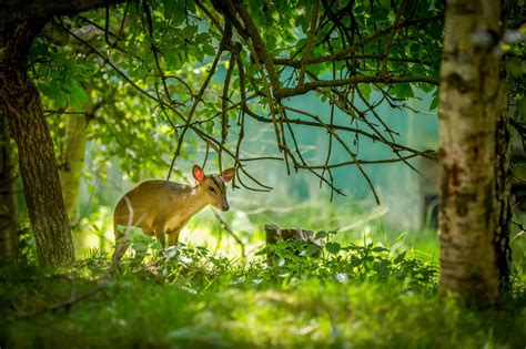 British Wildlife Centre's Native and Natural Photography Competition 2015 - Get Surrey