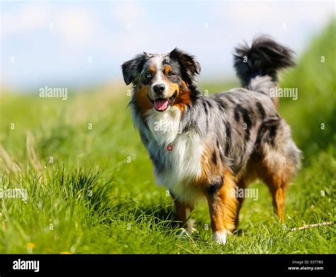 Old brown, black and white border collie standing in the grass Stock ...