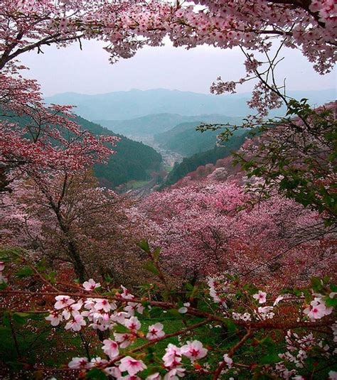 Cherry Blossoms, Mount Yoshino, Nara, Japan | Nature photography, Beautiful nature, Nature