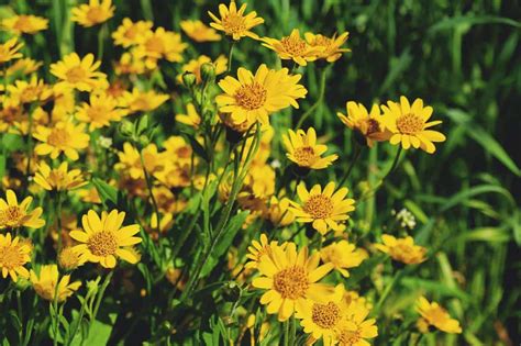 Growing Arnica: Varieties, Planting Guide, Care, Problems, and Harvest | Arnica montana, Plants ...