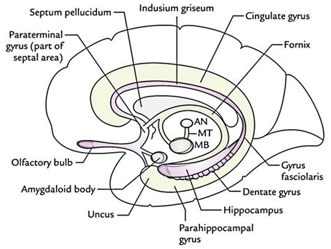 Easy Notes On 【Limbic System】Learn in Just 4 Minutes!