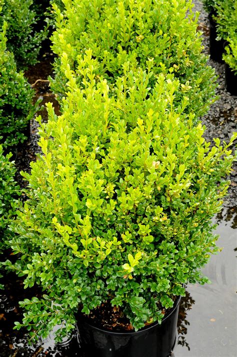 BOXWOOD GREEN MOUNTAIN | CreekSide Tree Nursery