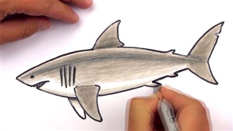 How To Draw A Realistic Great White Shark (Art Club Members) | Shark art, Shark drawing, Shark ...