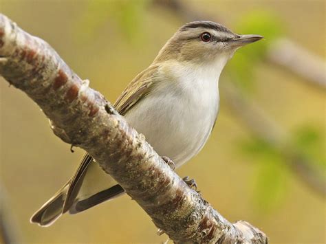 Red-eyed Vireo - eBird