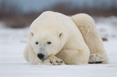 Eye to Eye with a Polar Bear | Sean Crane Photography