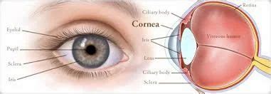 Corneal and Scleral Disease at best price in Chennai | ID: 6308266612