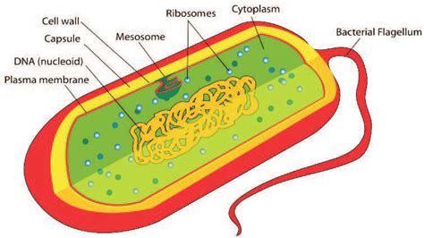 Prokaryotic Cell Structure Labeled