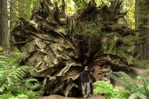 A Backpacker's Life: The Redwood Forest: Song of the Redwood Tree