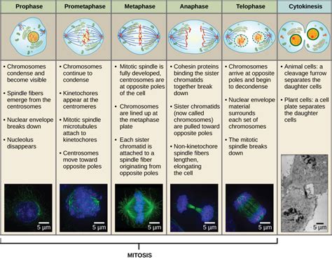 Embryo cell cleavage/Fertilitypedia