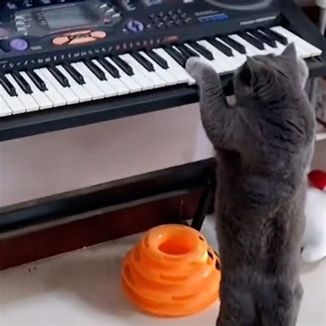 Cat plays piano at night and wakes up owners [Video]