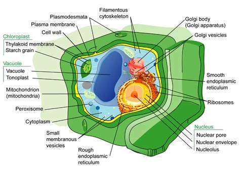 Cell Structures | CK-12 Foundation