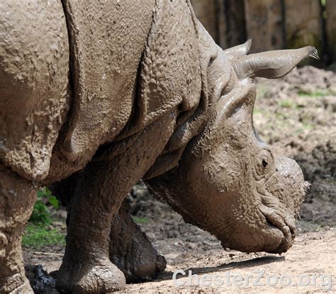 RHINO | Visit Chester Zoo | Chester Zoo | Flickr