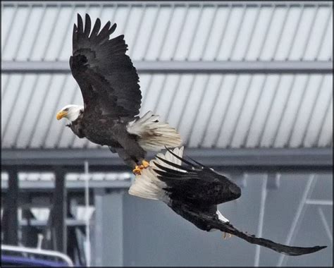 Seen in Edmonds: An eagle eye for eagle acrobatics - My Edmonds News