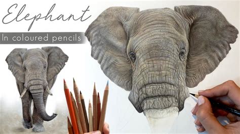 Drawing a Realistic Elephant in Coloured Pencils / Drawing Process ...