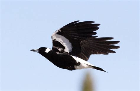 Magpie Swooping Season Melbourne 2020 | Urban List Melbourne