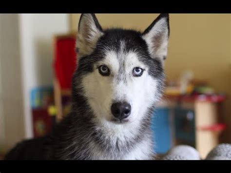 Mishka the Talking Husky Doesn't Like Mondays! - YouTube