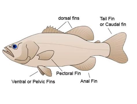 Types Of Fish Fins | atelier-yuwa.ciao.jp