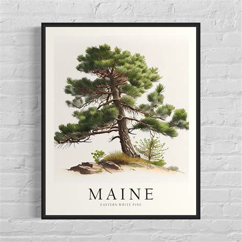 Maine State Tree Art Print, Eastern White Pine Tree Wall Art, State Tree Symbol Artwork - Etsy