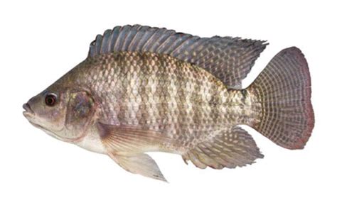 How to Raise Tilapia in Aquaponics - Go Green Aquaponics