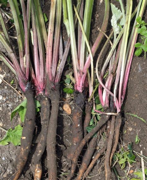 Dandelion and Burdock Beer | Fergus The Forager