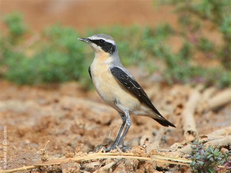 Northern Wheatear | KuwaitBirds.org