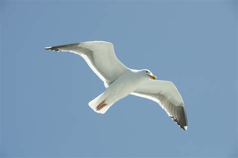 Free photo: Seagulls flying - Air, Animal, Beautiful - Free Download ...