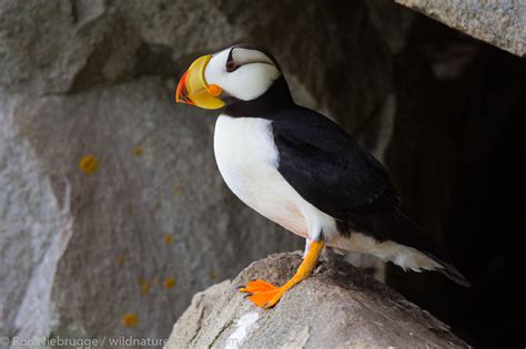 Horned Puffin | Photos by Ron Niebrugge