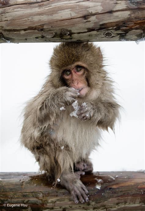 Snow Monkeys II on Behance