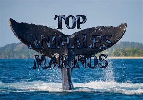 Los Cinco Animales Marinos Más Grandes del Mundo 🐳 | •Mar Amino• Amino