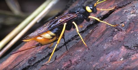 18 Wood Wasp Facts - Facts.net