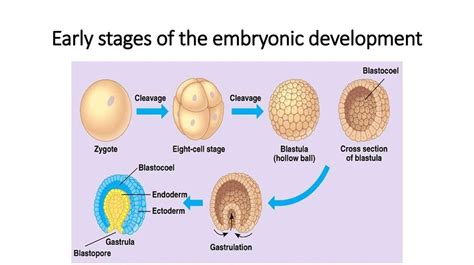 Embryonic development - презентация онлайн