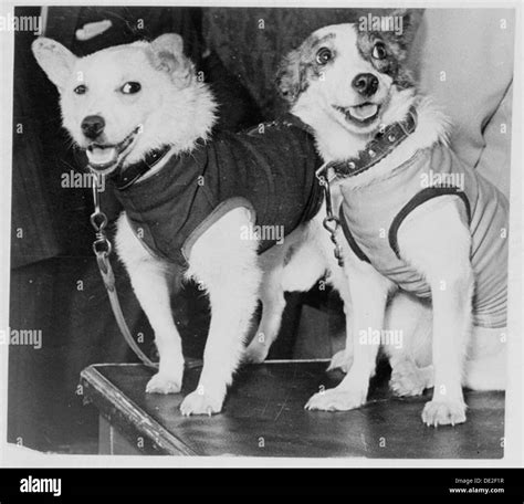 Belka strelka 1960 hi-res stock photography and images - Alamy