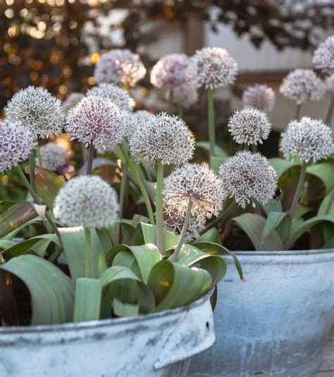 Allium Karataviense – www.yourgardenspecialist.com