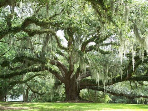 Avery Island Live Oak and Spanish Moss