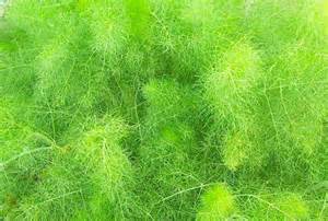 Fennel | Diseases and Pests, Description, Uses, Propagation