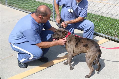 Inmates teaching obedience to shelter dogs in Marion County - Ocala-News.com