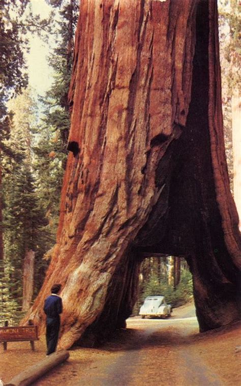 giant sequoia groves,Yosemite National Park | Yosemite park, National ...