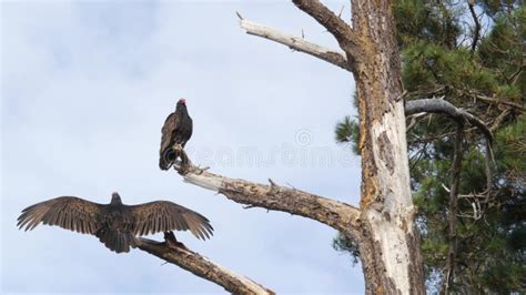 Turkey Vulture, Scavenger Buzzard Birds Waiting Hunting. California ...